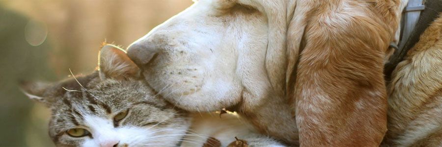 Las mascotas ideales para Cáncer