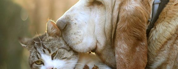 Las mascotas ideales para Cáncer